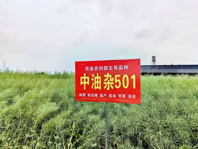 推动油菜产业链发展保障食用油供给安全