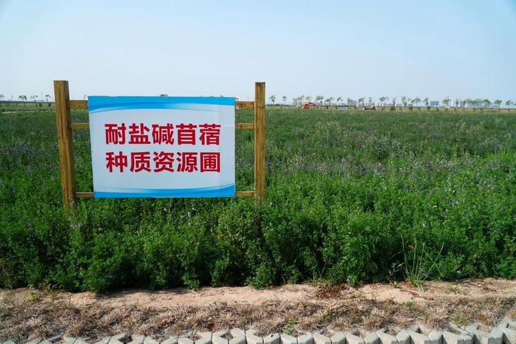 看！黄河三角洲盐碱地里不断种出高产作物