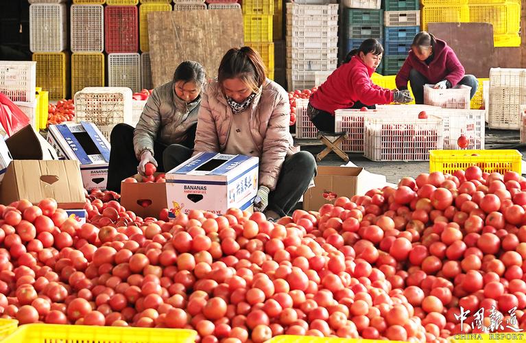 多部门:抓好冬春蔬菜生产 确保“菜篮子”产品保供稳价